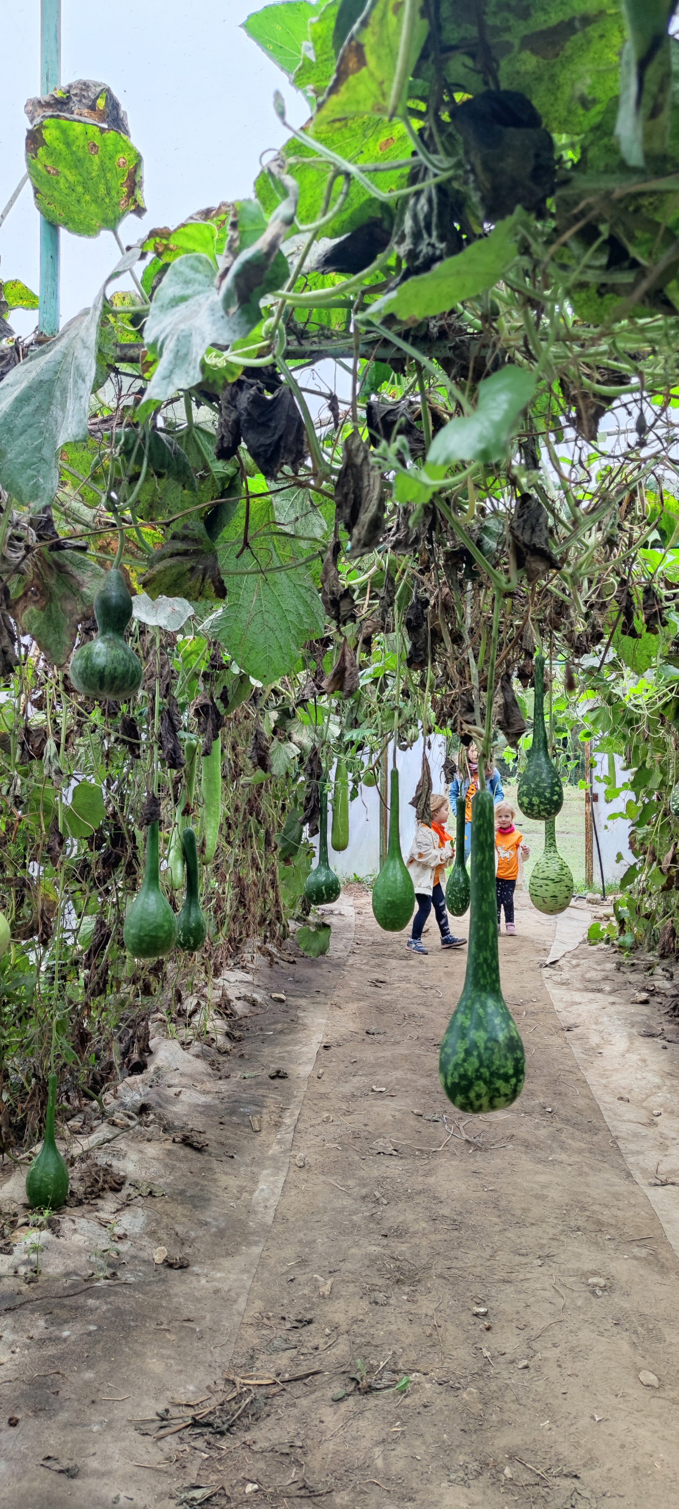 Dyniowe Pole Przybynów